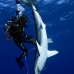 shark_silky_far_jar_v_0211_cub2113.jpg